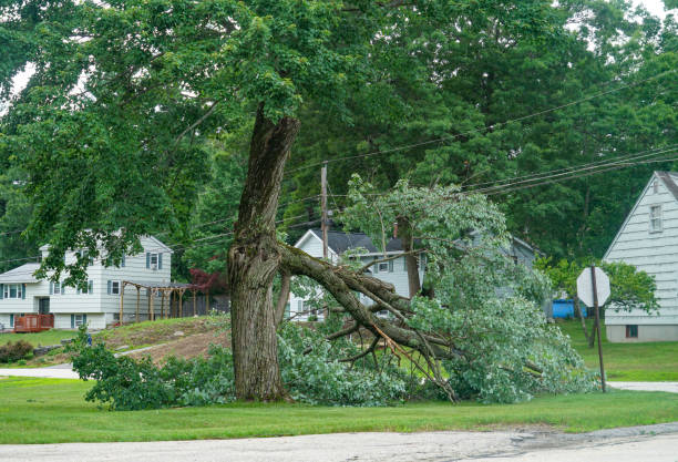 Best Tree Mulching  in Inkerman, PA