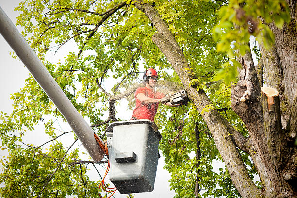 Best Tree Maintenance Programs  in Inkerman, PA